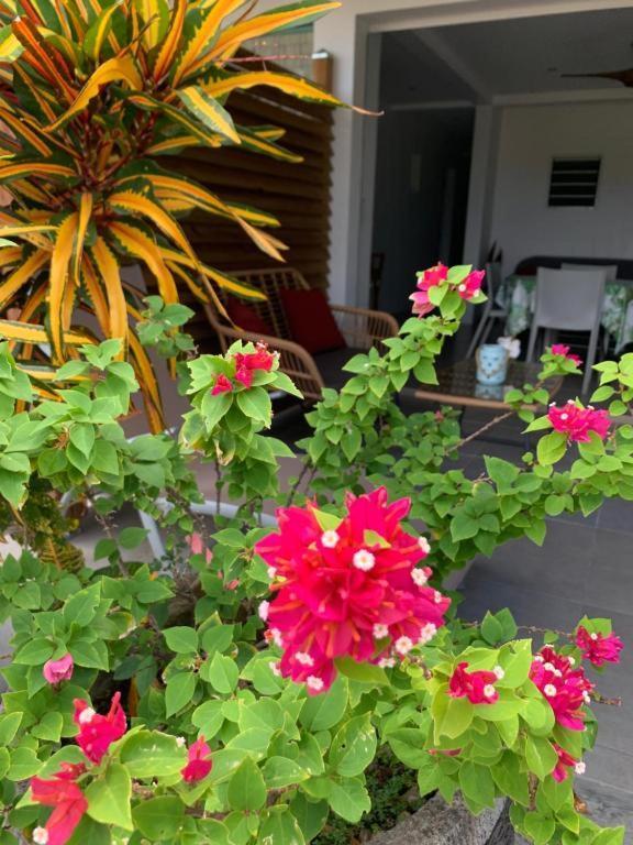 Le Tropical Appartement 1 Ou 2 Chambres Les Anses-d'Arlets Dış mekan fotoğraf
